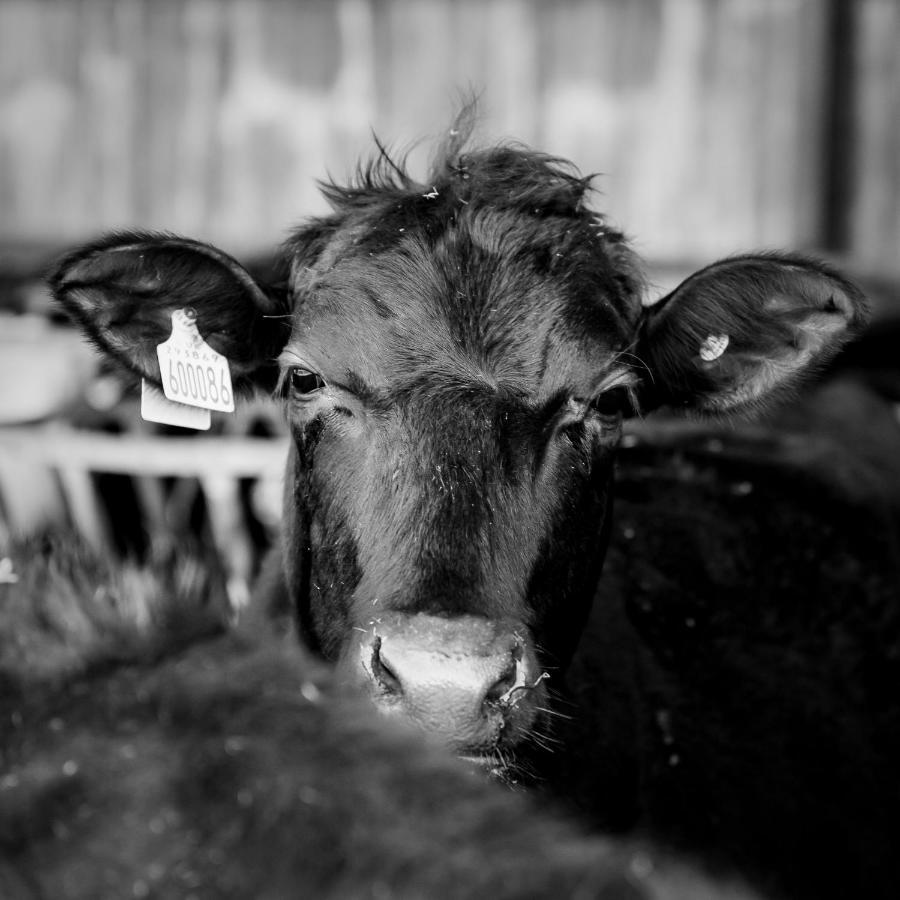 マールボロー The Farm At Aveburyヴィラ エクステリア 写真
