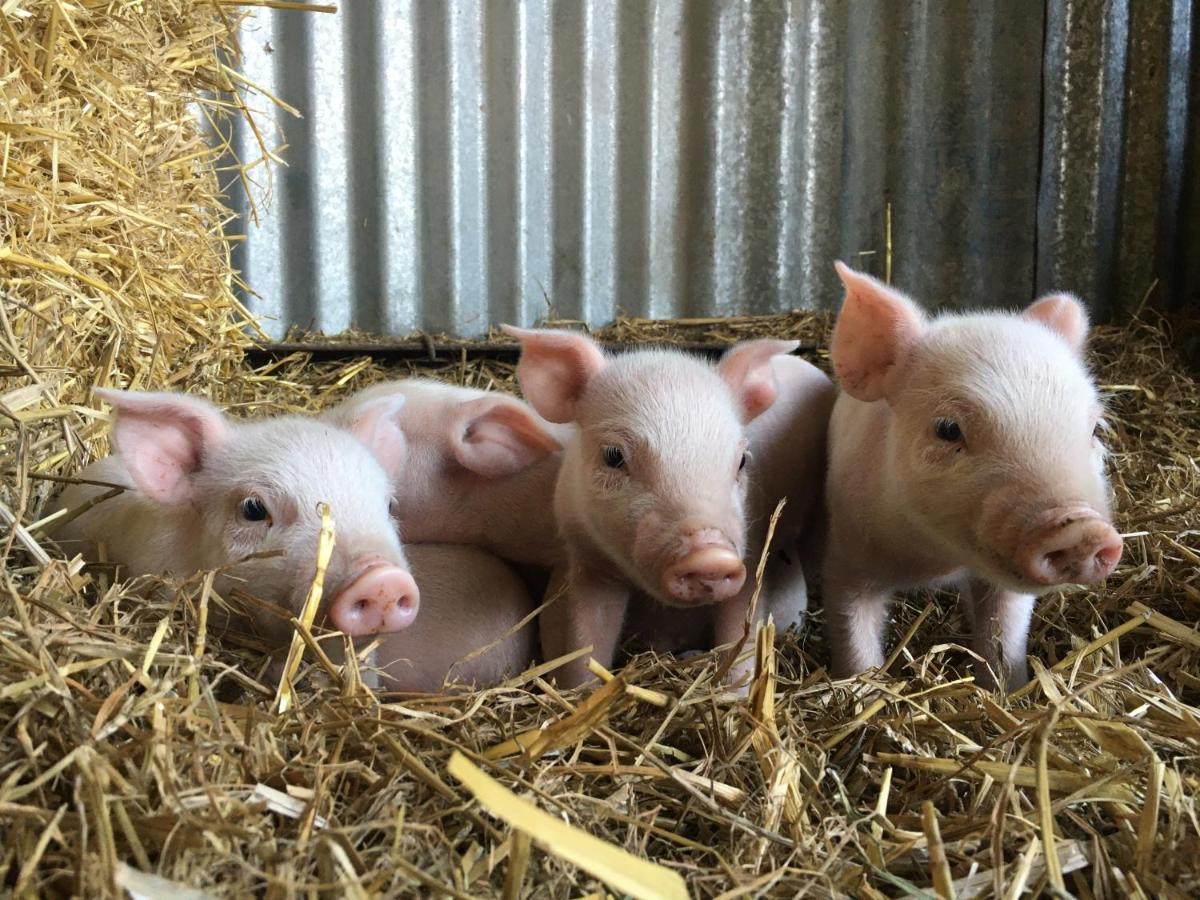 マールボロー The Farm At Aveburyヴィラ エクステリア 写真