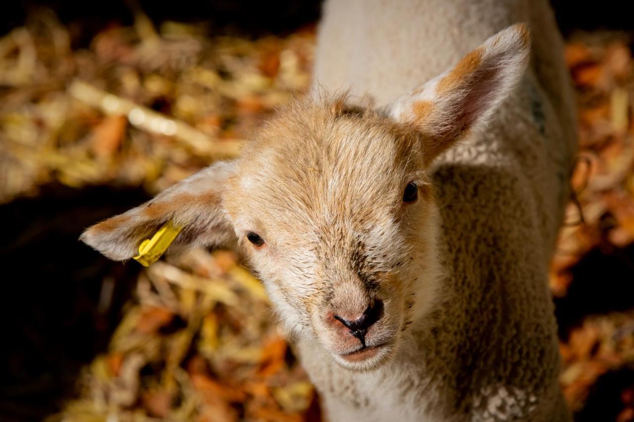 マールボロー The Farm At Aveburyヴィラ エクステリア 写真